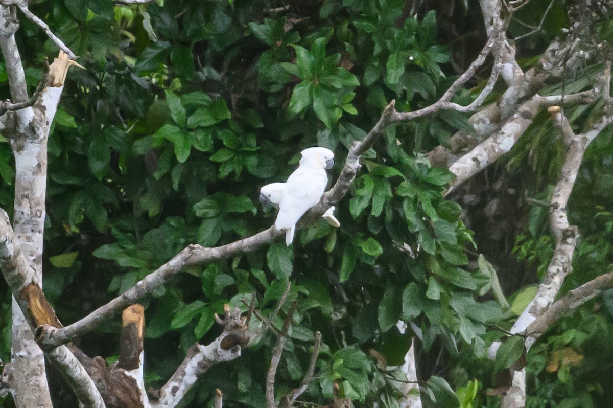 White Cockatoo - ML617386336