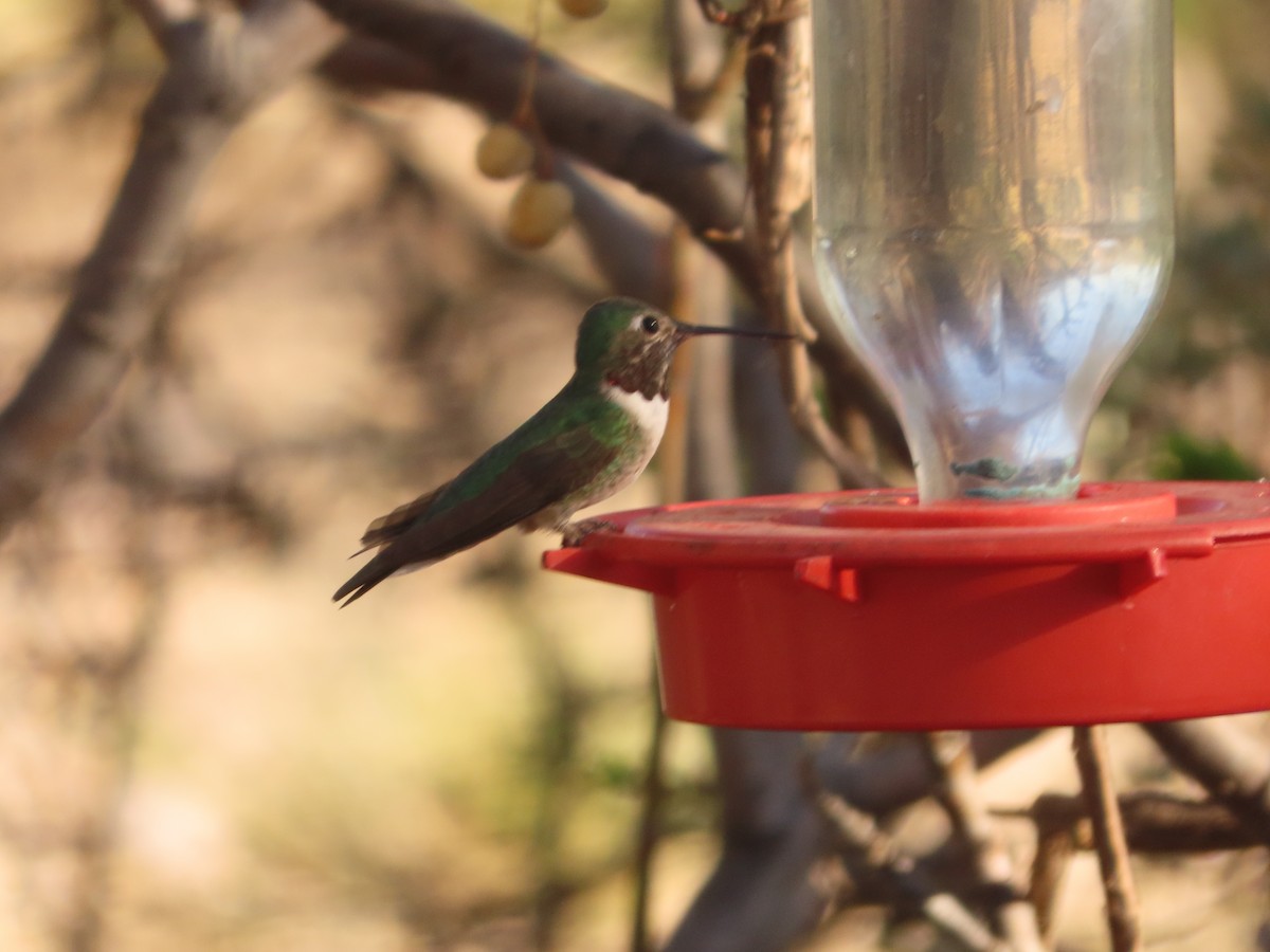 Broad-tailed Hummingbird - ML617386352