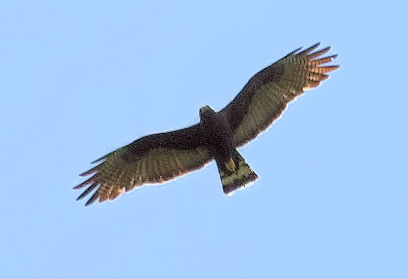 Zone-tailed Hawk - Joey Kellner