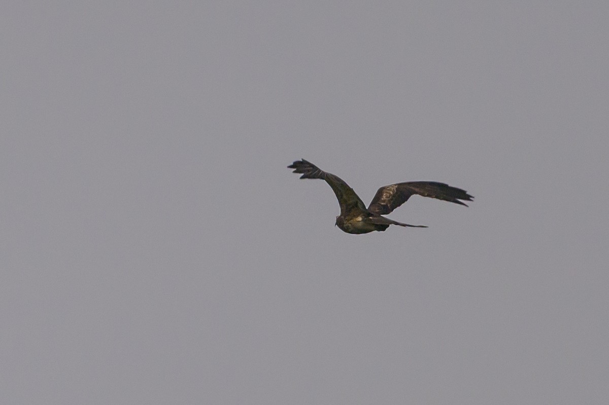 Новогвинейский орёл-карлик - ML617386373