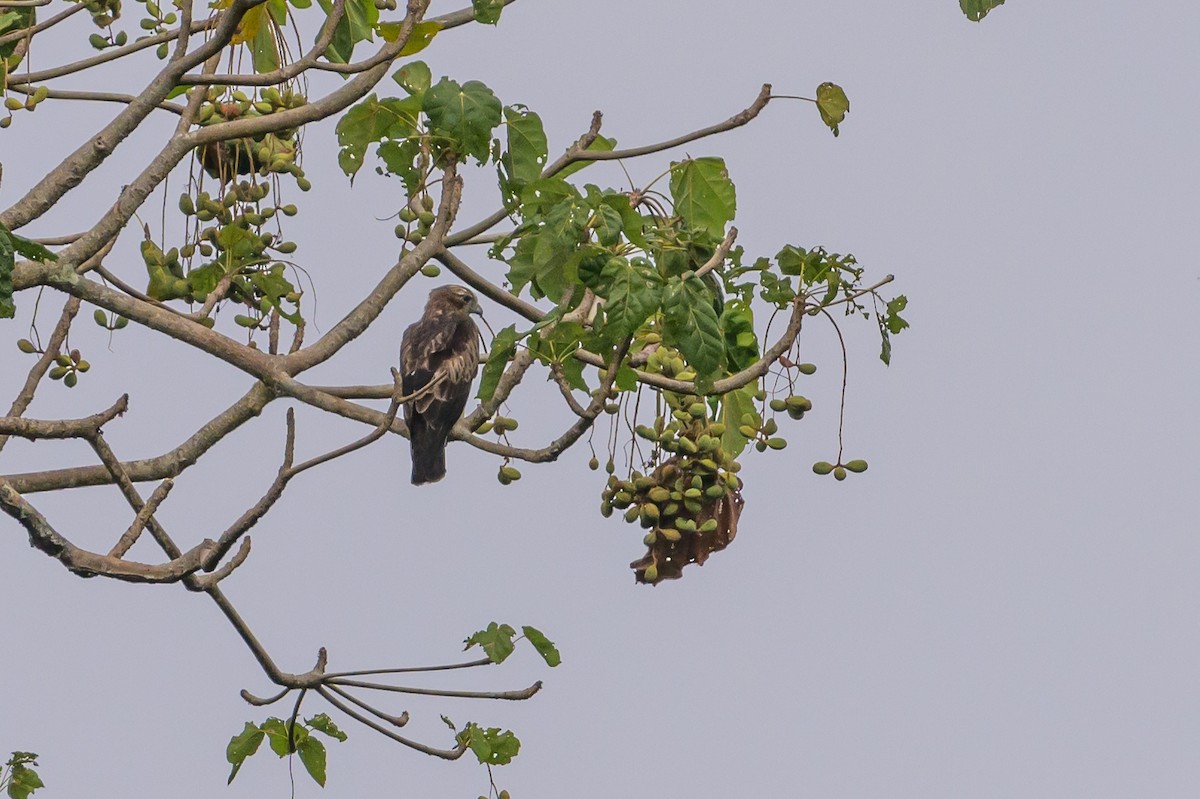 Новогвинейский орёл-карлик - ML617386377