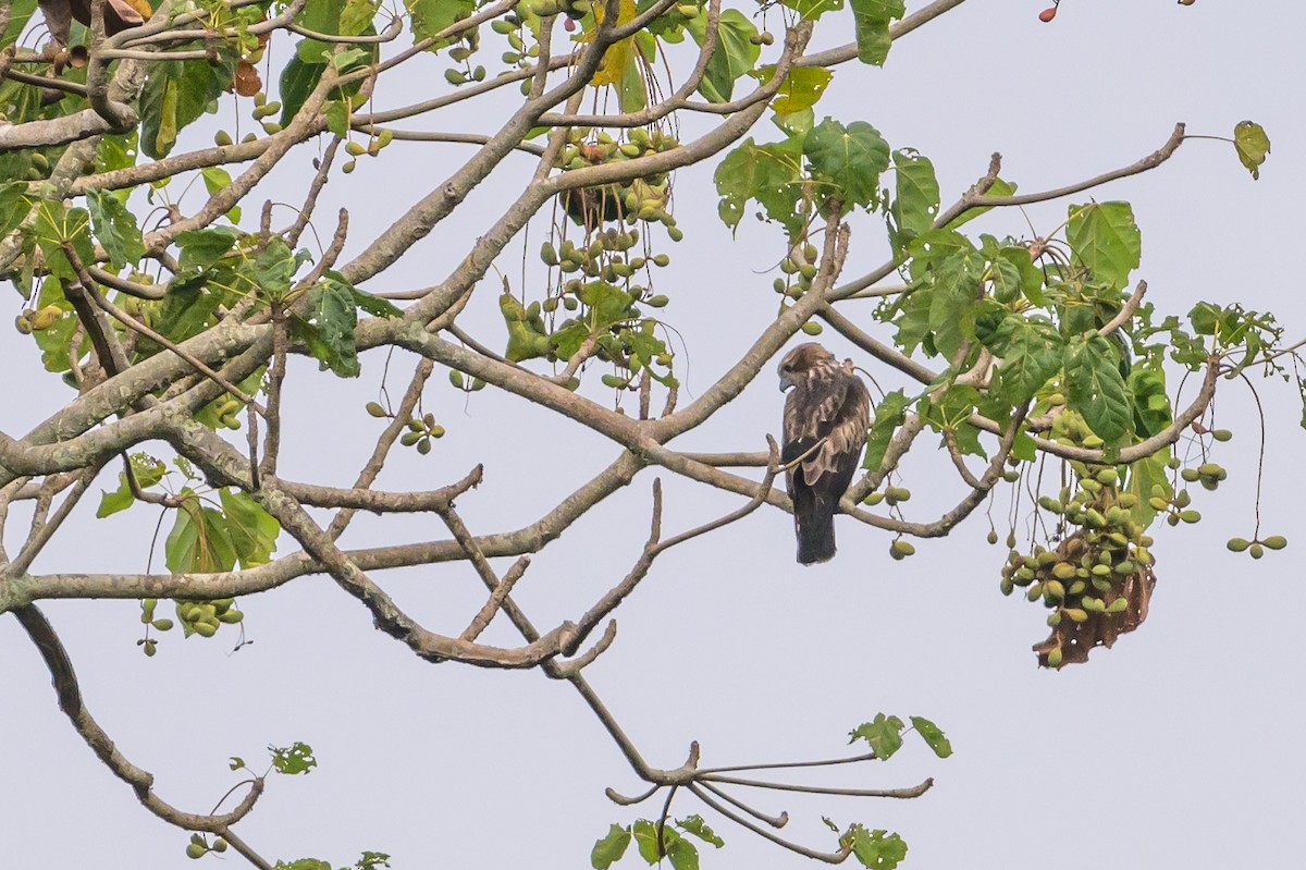 Новогвинейский орёл-карлик - ML617386378