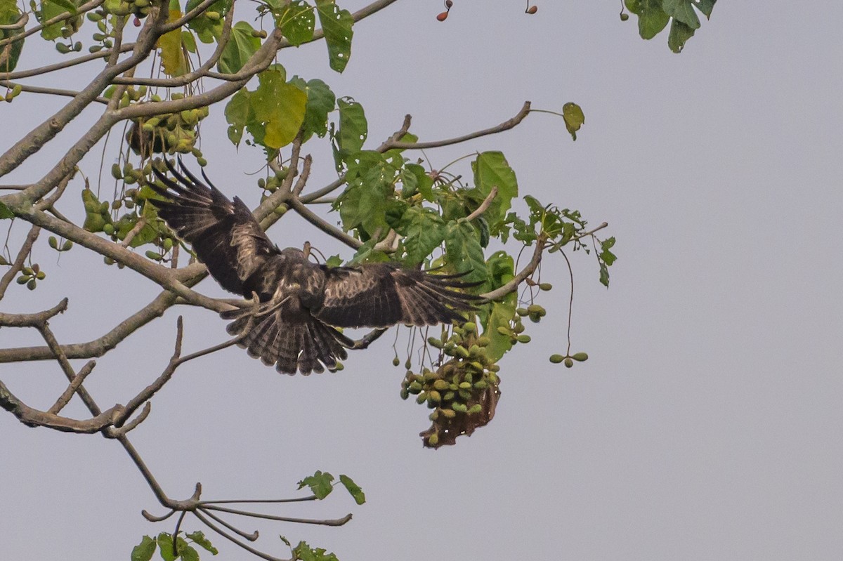 Новогвинейский орёл-карлик - ML617386379