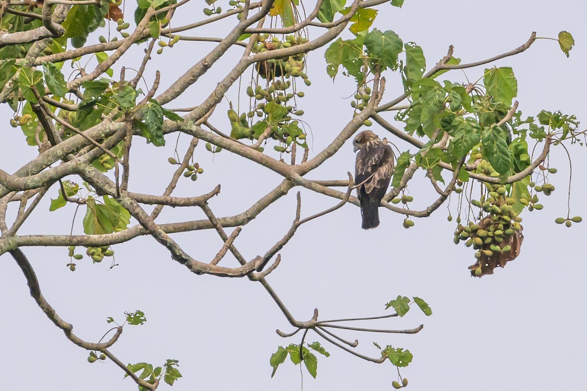 Новогвинейский орёл-карлик - ML617386380