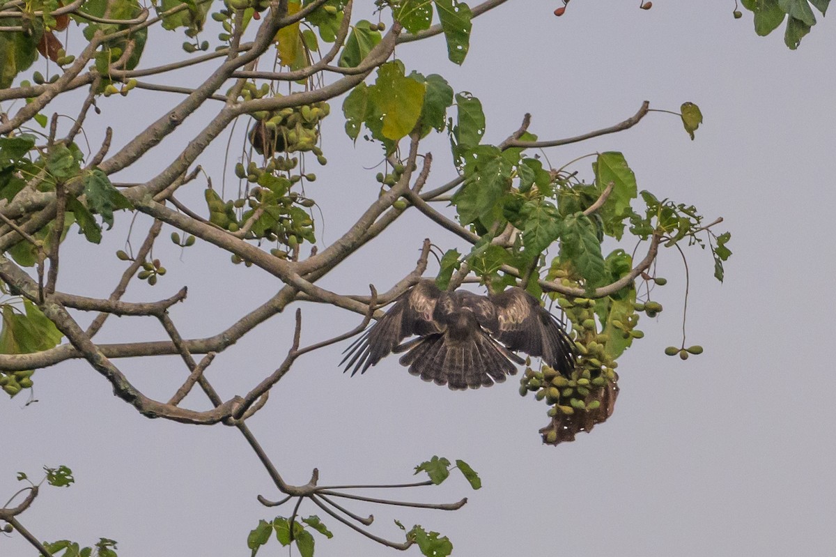 Новогвинейский орёл-карлик - ML617386383