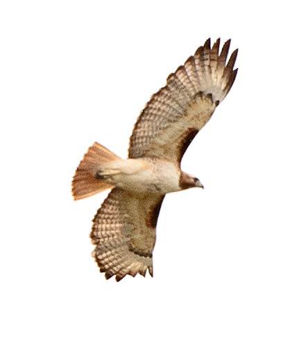 Red-tailed Hawk - ML617386407
