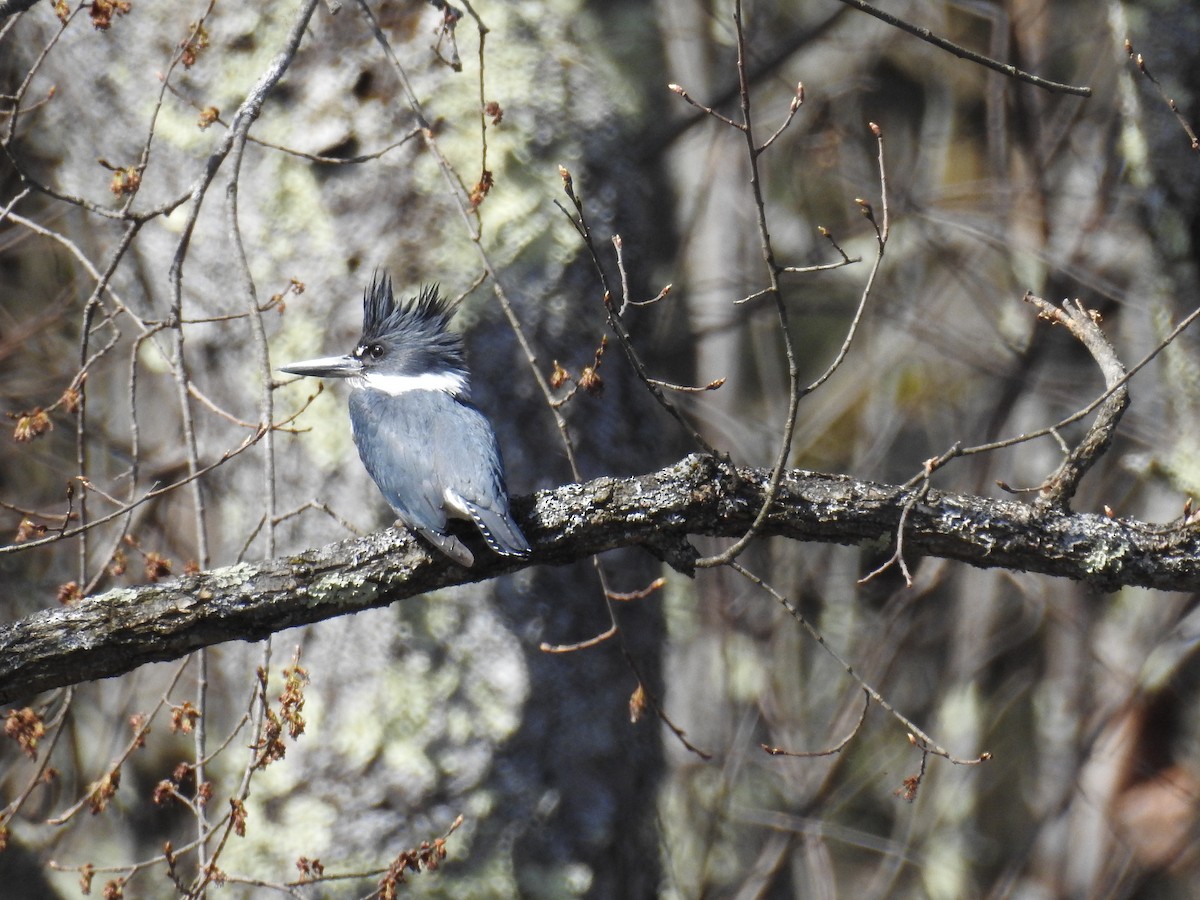 Belted Kingfisher - ML617386486