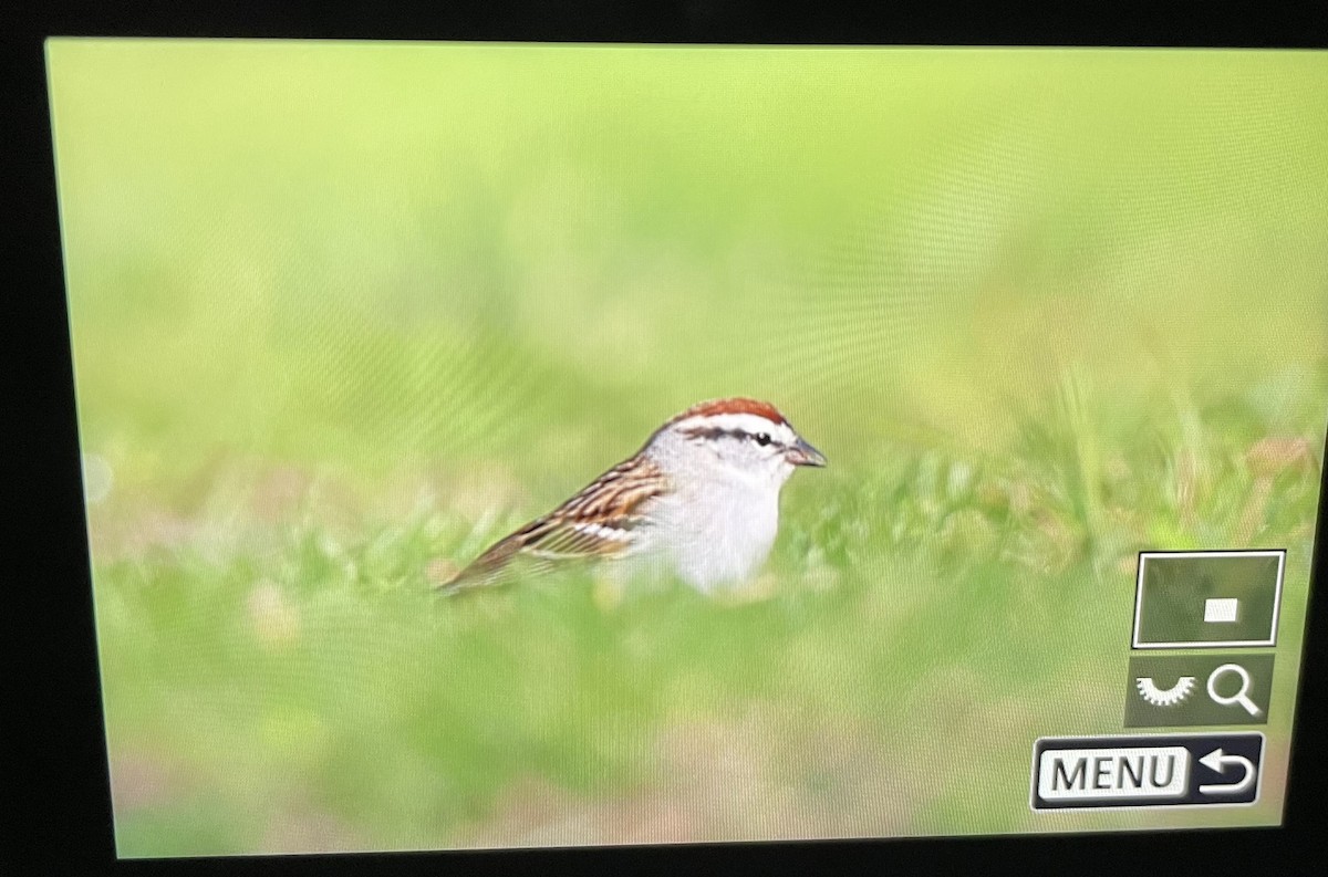Chipping Sparrow - ML617386494