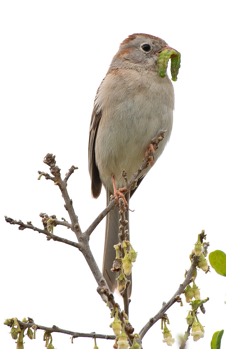 Field Sparrow - ML617386501