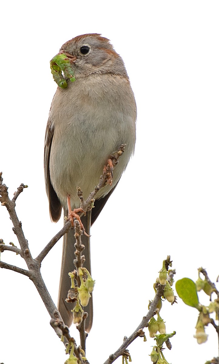 Field Sparrow - ML617386502