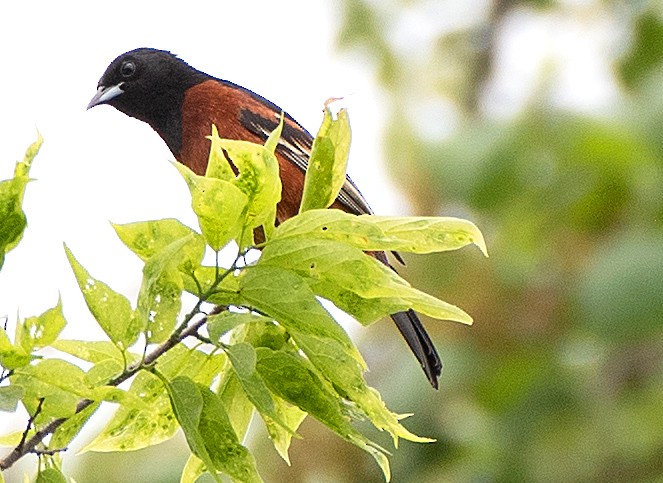 Orchard Oriole - ML617386522