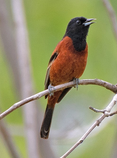 Orchard Oriole - ML617386523