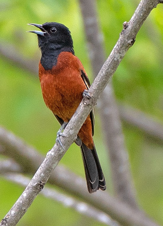 Orchard Oriole - ML617386524