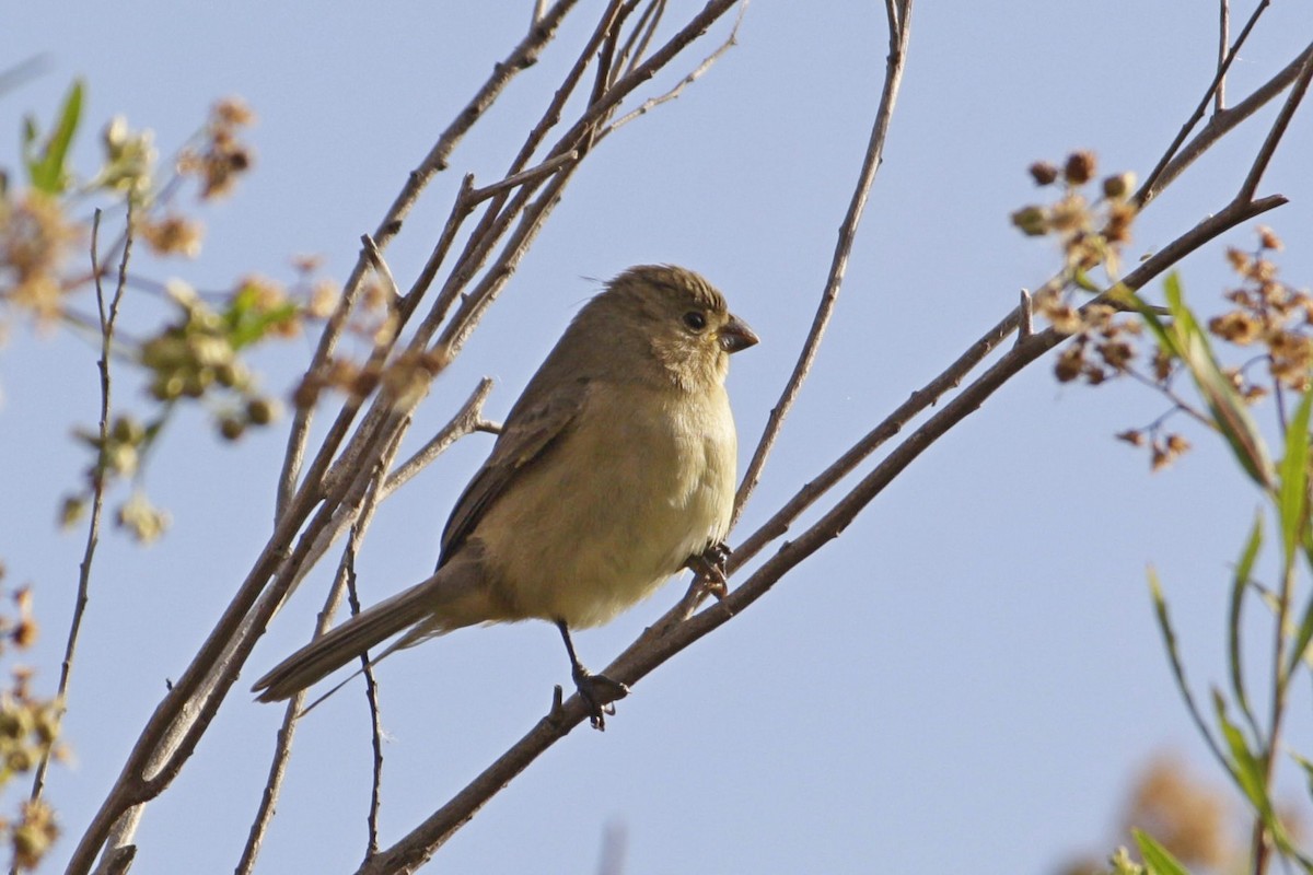 Double-collared Seedeater - ML617386557
