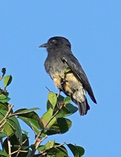 Swallow-winged Puffbird - ML617386561