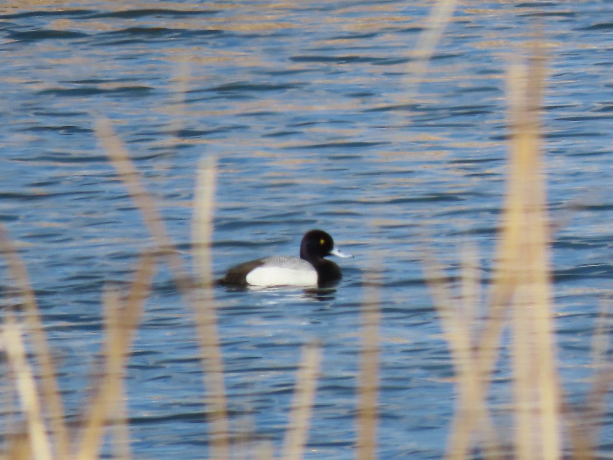 Greater Scaup - ML617386619