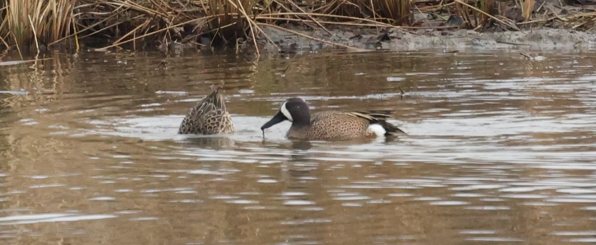 Blue-winged Teal - ML617386677