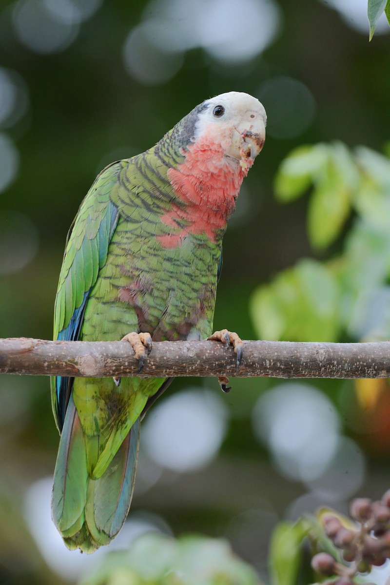 Cuban Parrot (Bahamas) - ML617386685