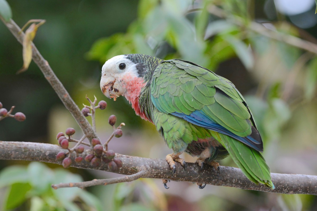 Cuban Parrot (Bahamas) - ML617386695