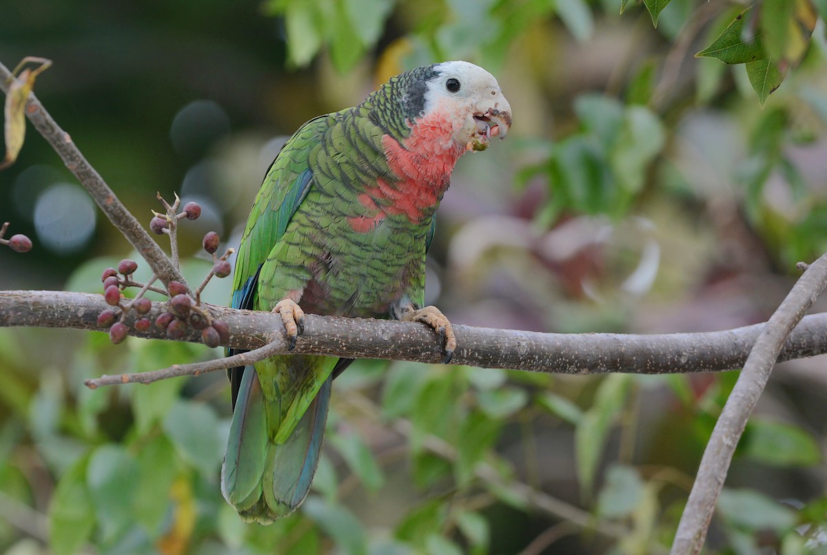 Cuban Parrot (Bahamas) - ML617386700