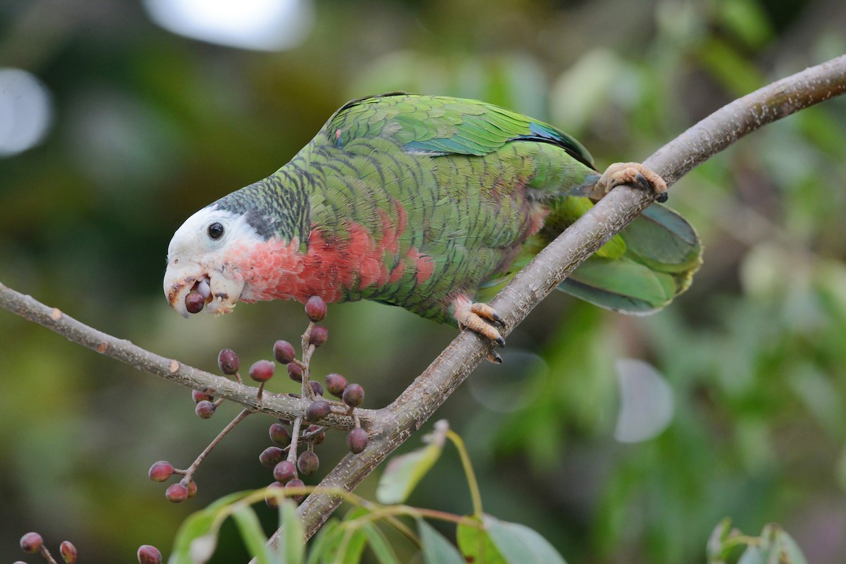 Cuban Parrot (Bahamas) - ML617386712