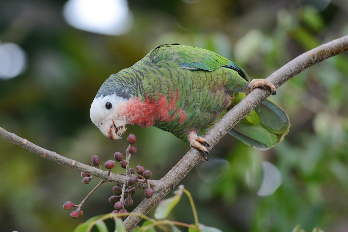 Cuban Parrot (Bahamas) - ML617386715