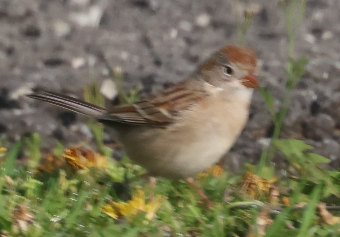 Field Sparrow - ML617386719