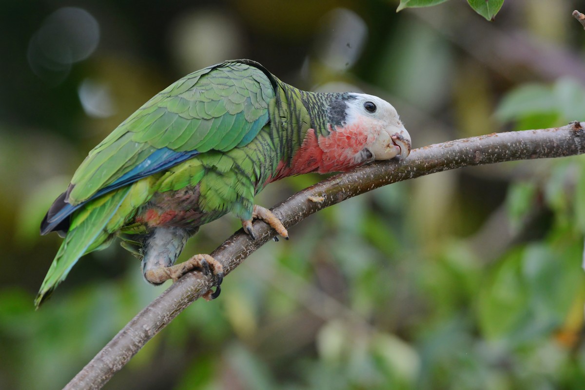 Cuban Parrot (Bahamas) - ML617386720
