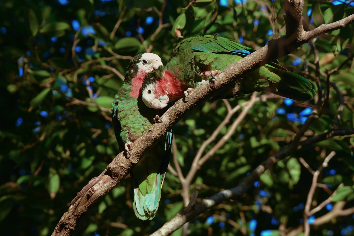 Amazona Cubana (bahamensis) - ML617386751