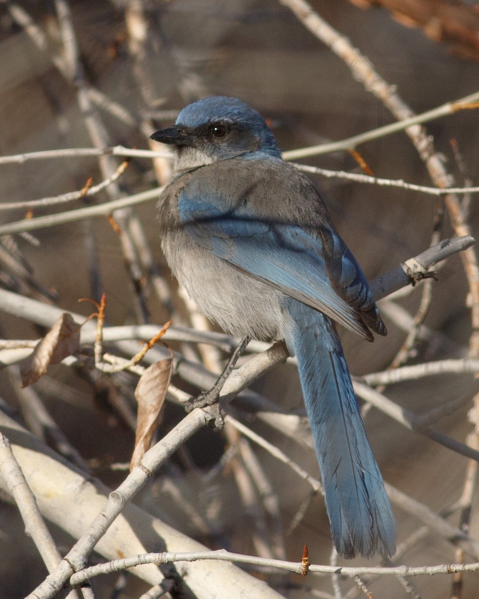 Woodhouse's Scrub-Jay - Eric Spink