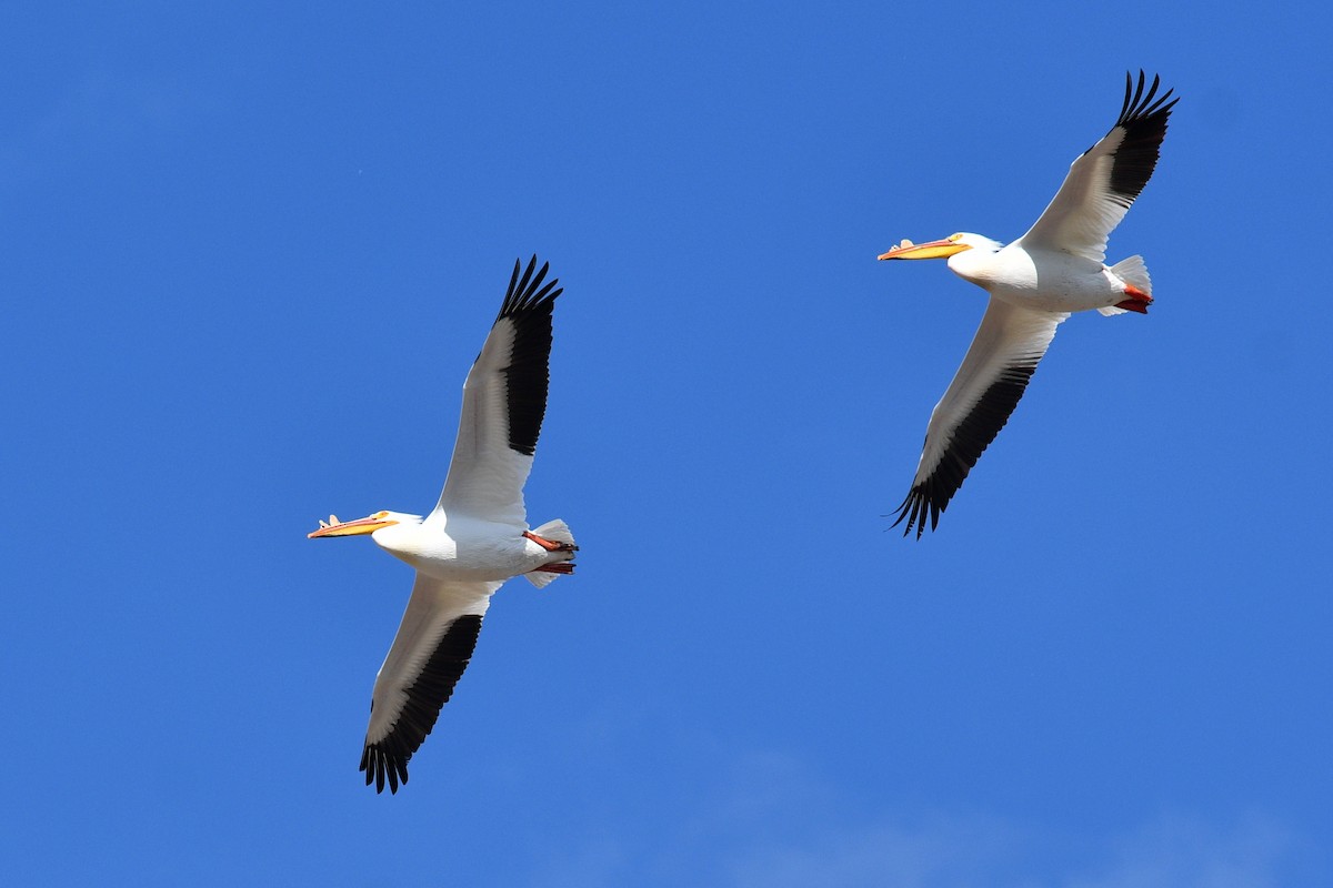 pelikán severoamerický - ML617386824