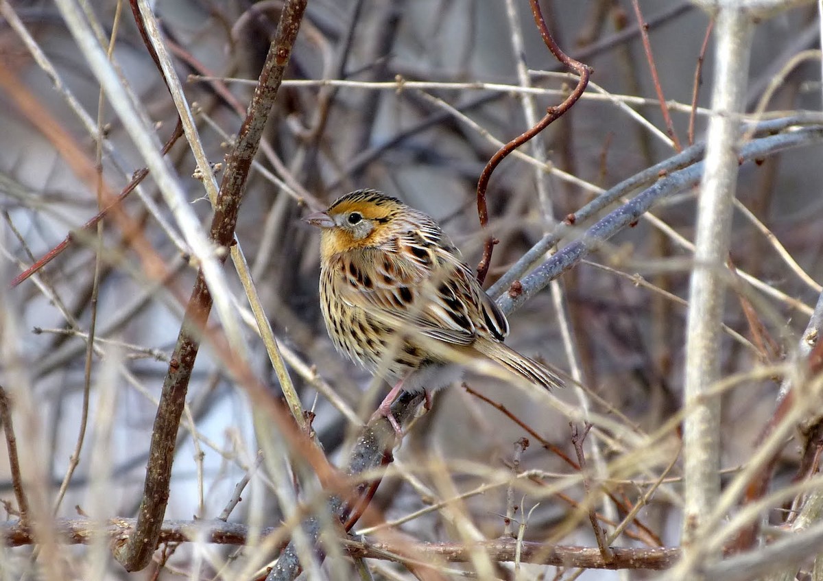 LeConte's Sparrow - Liam Waters
