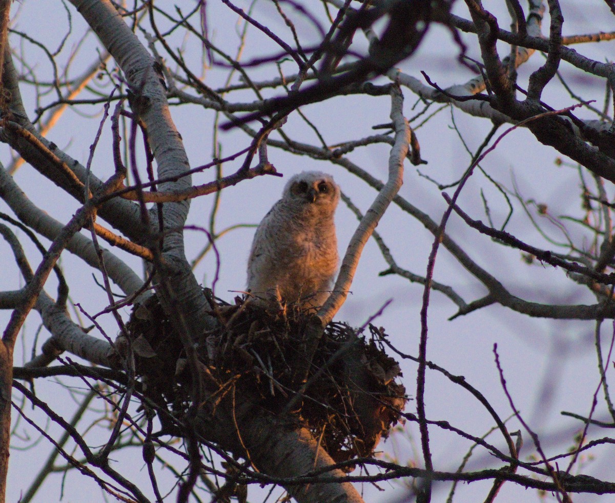 Great Horned Owl - ML617387095