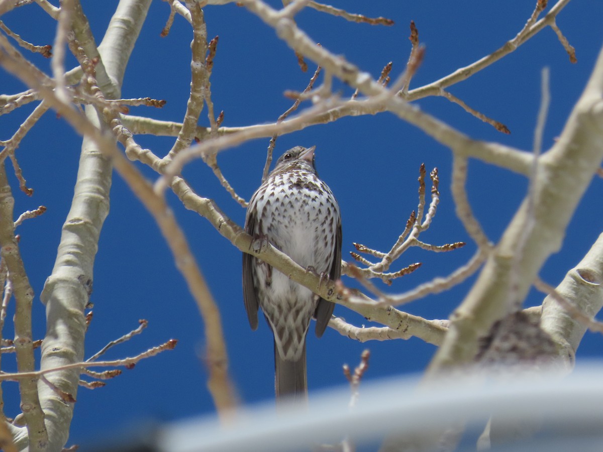 Fox Sparrow (Slate-colored) - ML617387153