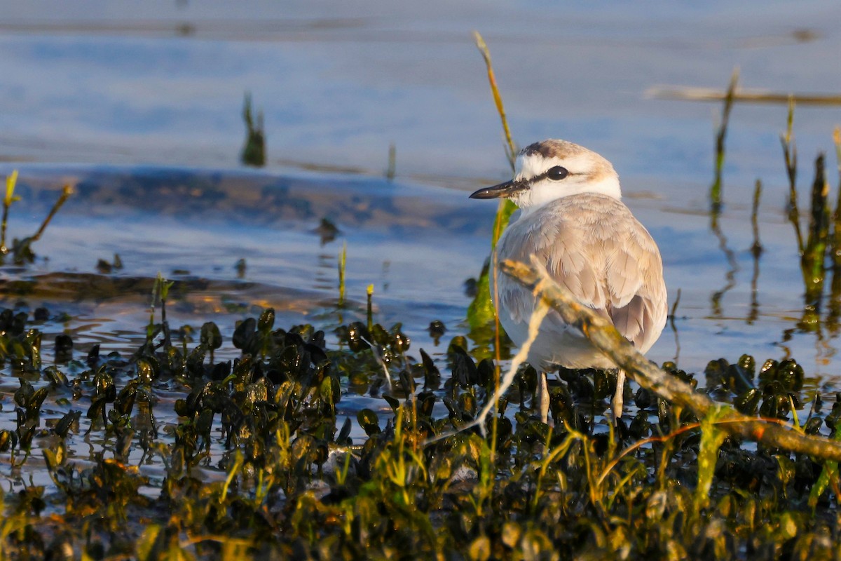 White-fronted Plover - ML617387167