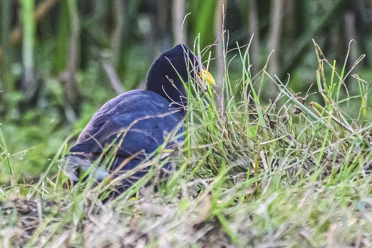 Red-fronted Coot - ML617387177