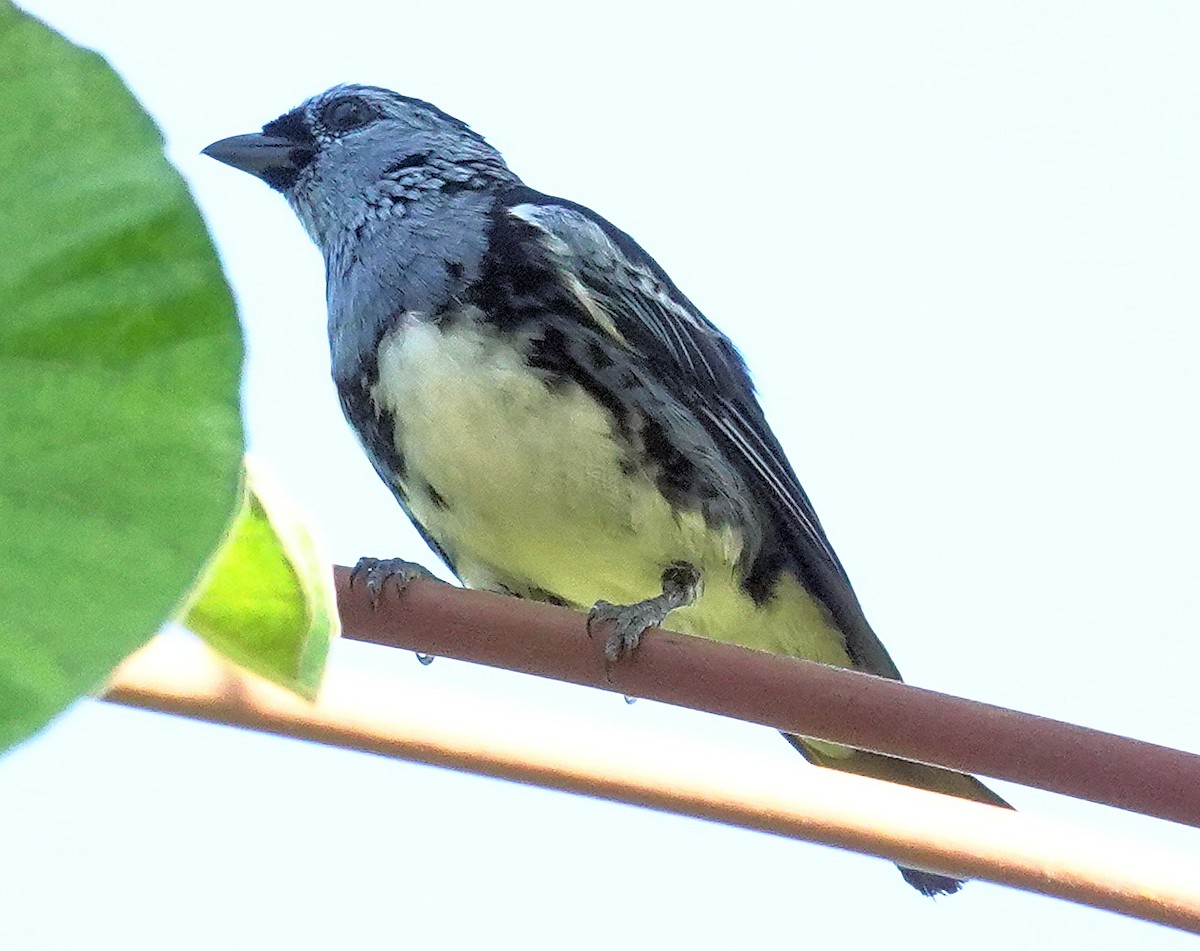 White-bellied Tanager - ML617387201