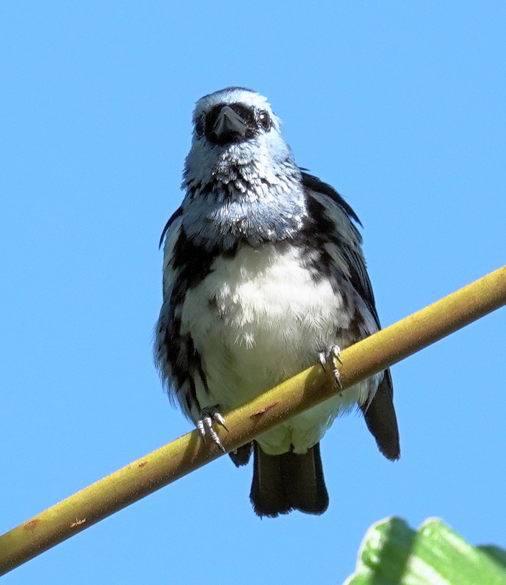White-bellied Tanager - ML617387202
