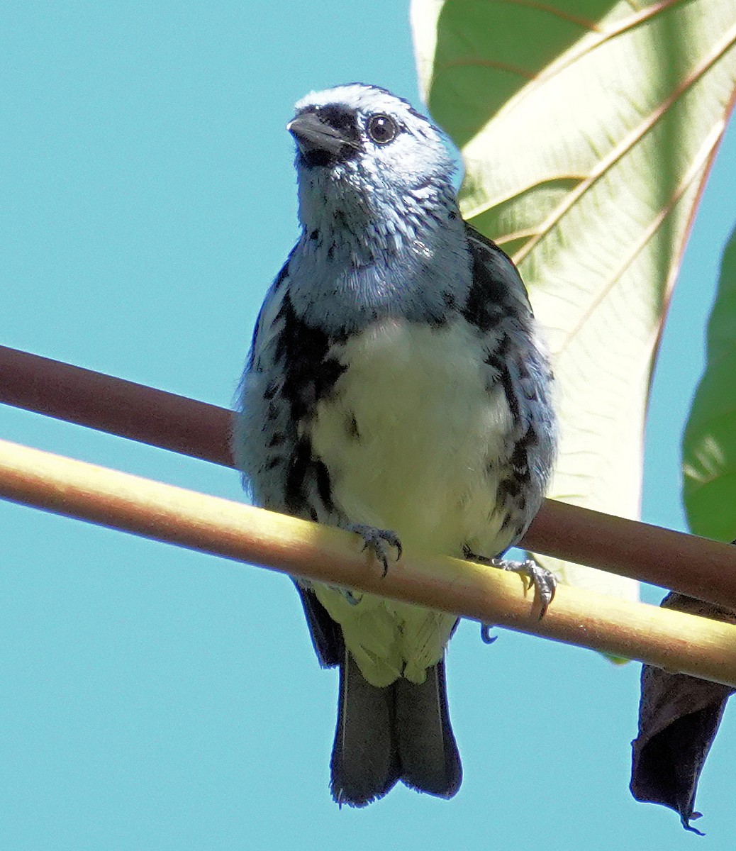 White-bellied Tanager - ML617387203