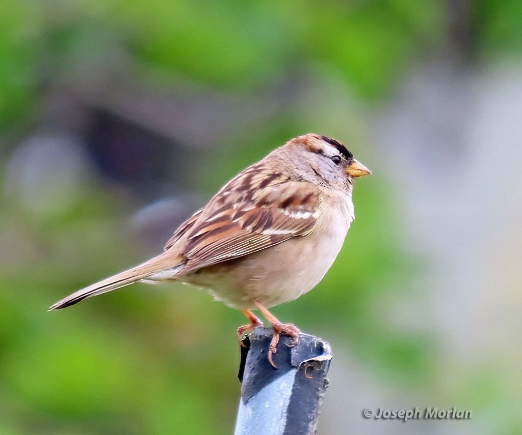 White-crowned Sparrow (Yellow-billed) - ML617387223