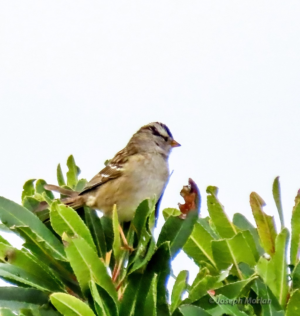 White-crowned Sparrow (Yellow-billed) - ML617387224