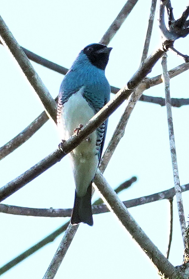 Swallow Tanager - ML617387239