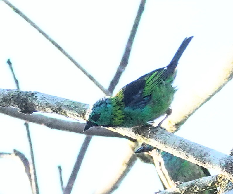 Green-headed Tanager - ML617387256