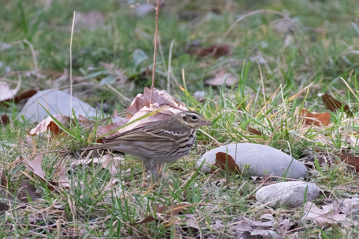 Olive-backed Pipit - ML617387291