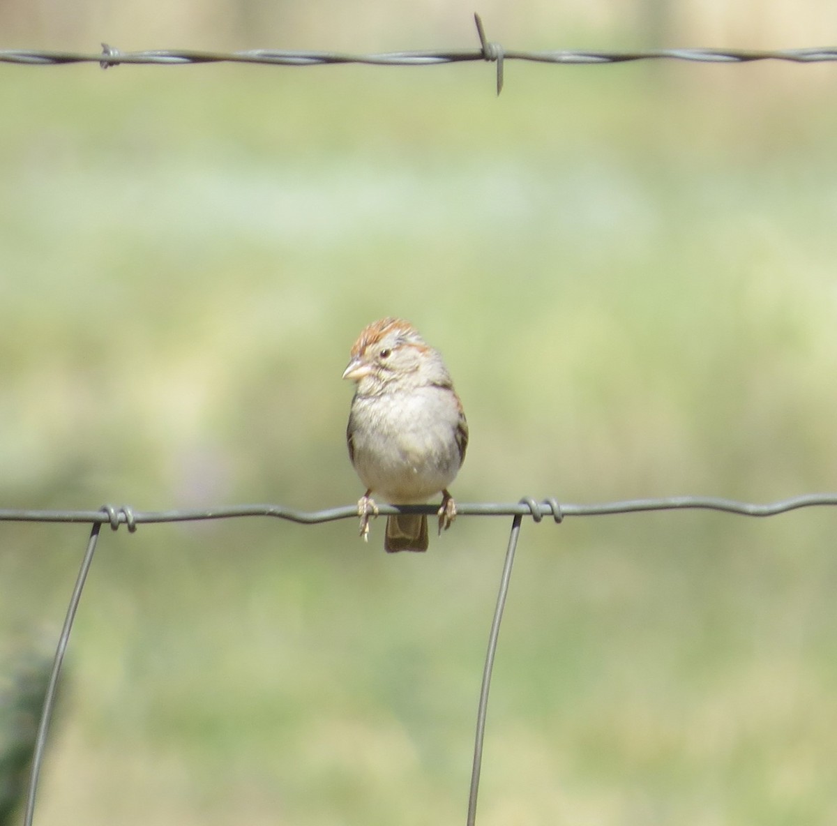 Rufous-winged Sparrow - ML617387328