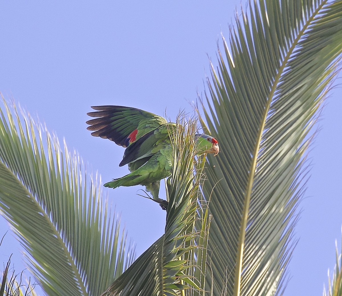 Lilac-crowned Parrot - ML617387447