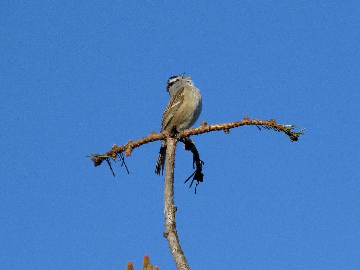 White-crowned Sparrow (pugetensis) - ML617387452