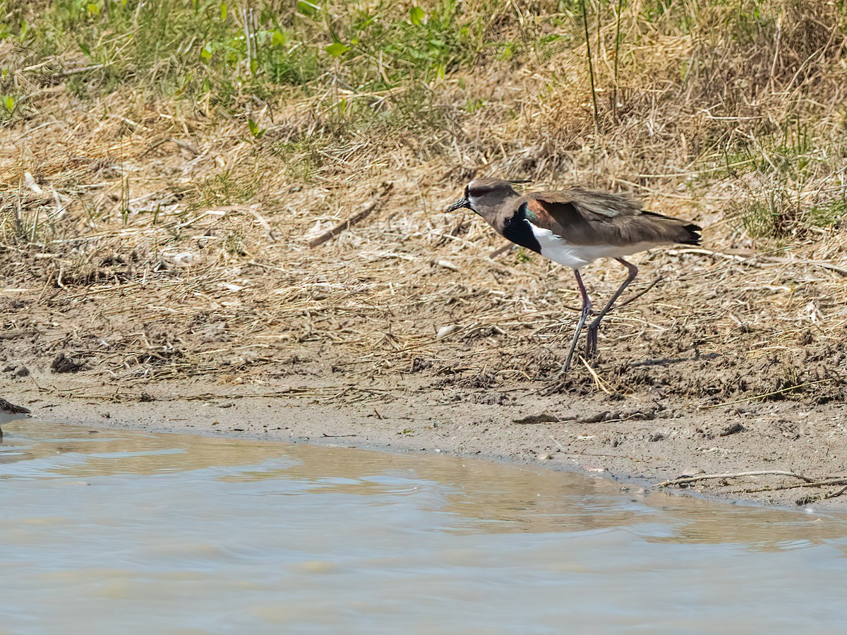 Southern Lapwing - Lee Wallace