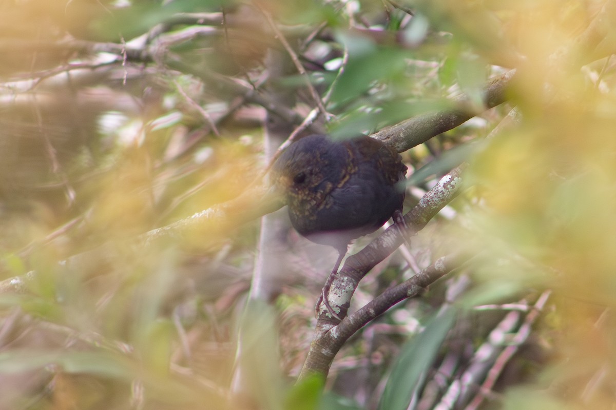 Mouse-colored Tapaculo - ML617387757