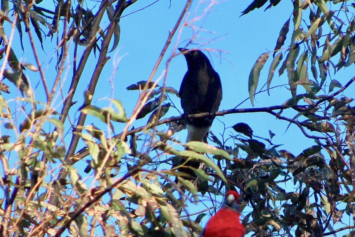 Pied Currawong - Pauline and Ray Priest